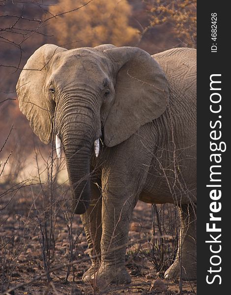 An elephant standing in fire ravaged bush. An elephant standing in fire ravaged bush