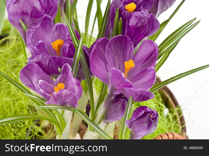 Close up of Violet crocuses