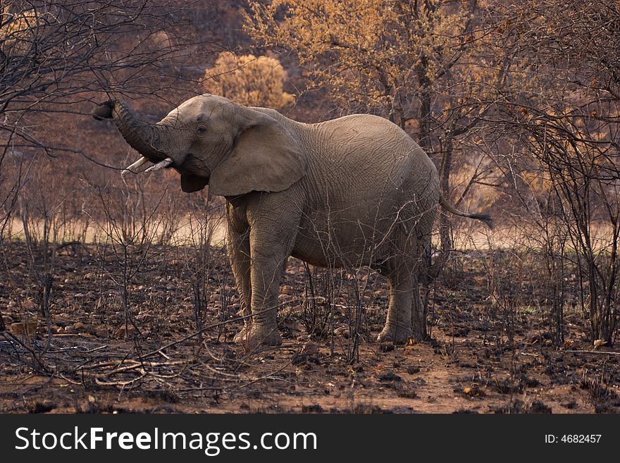 An elephant standing in fire ravaged bush. An elephant standing in fire ravaged bush