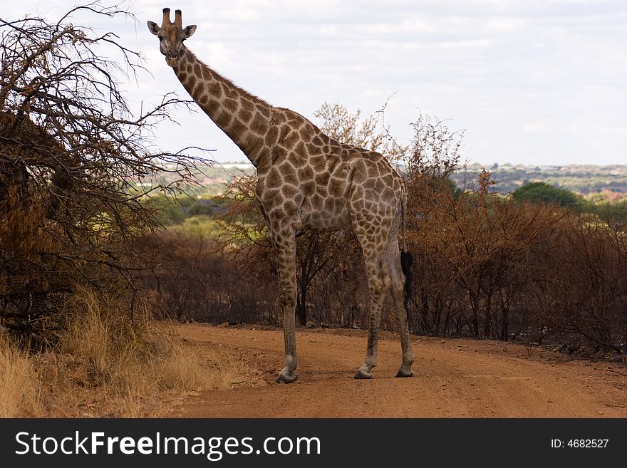 A giraffe standing on a dirt road in anature reserve. A giraffe standing on a dirt road in anature reserve