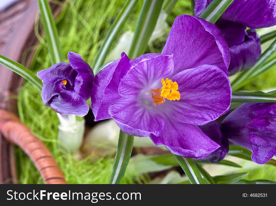 Close up of violet crocuses