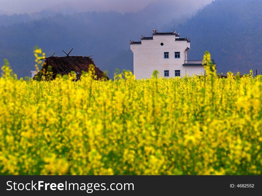 Photoed it in Wuyuan, Jiangxi, China in spring. yellow canola filed with white wall and black tile roof house at background. Photoed it in Wuyuan, Jiangxi, China in spring. yellow canola filed with white wall and black tile roof house at background