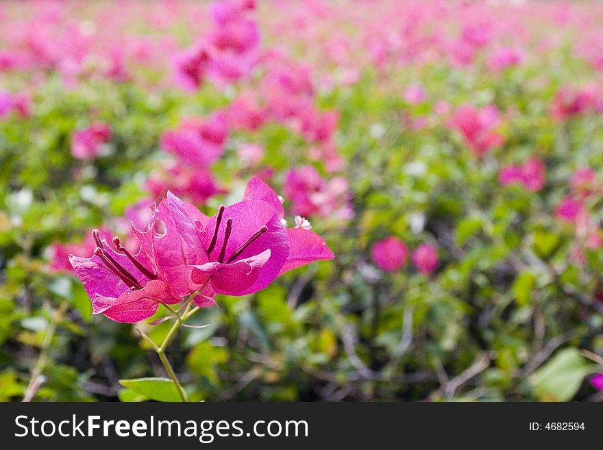 Pink Bougainvillea