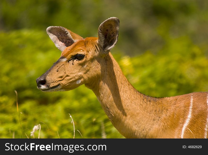 A kudu female in a nature reserve in South Africa. A kudu female in a nature reserve in South Africa