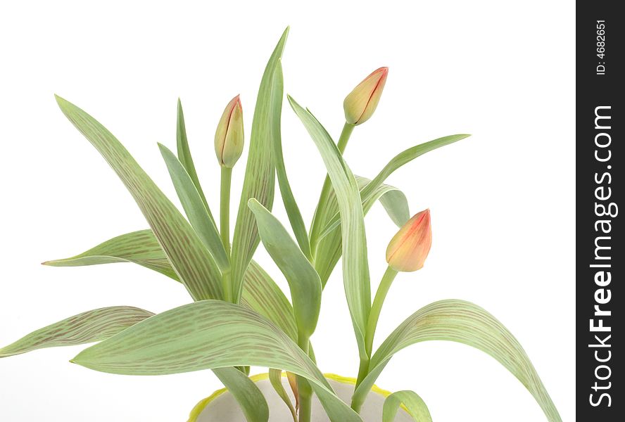 Tulips in a pot on a white