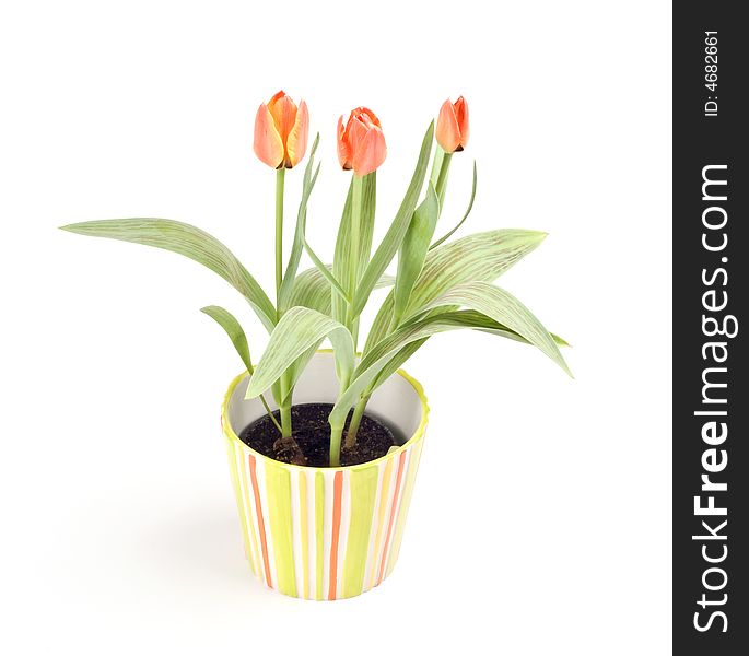Tulips in a pot on a white