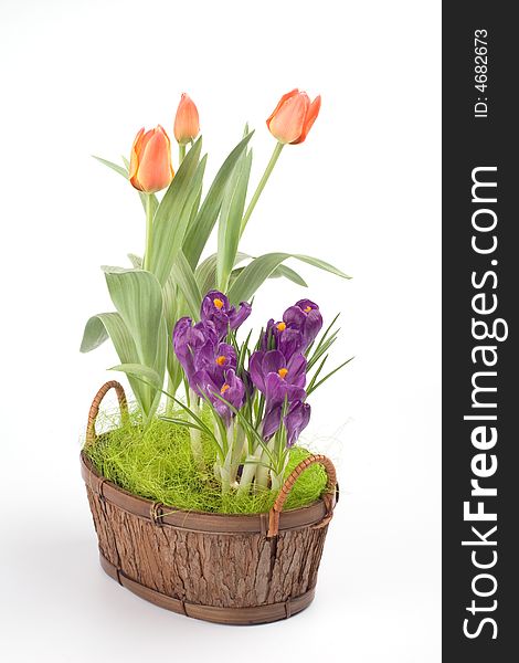 Violet crocuses and orange tulips in a pot