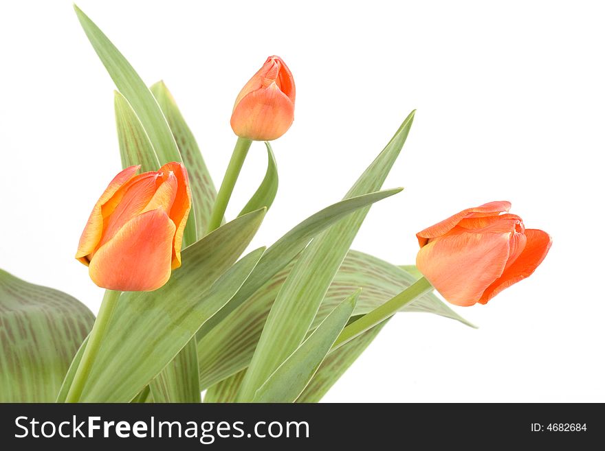 Close up of orange tulips