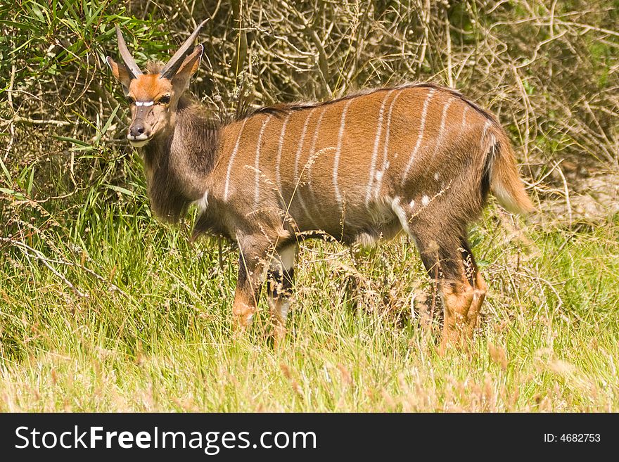 A young Inyala male feeding from a nearby bush. A young Inyala male feeding from a nearby bush