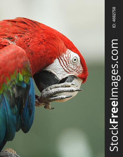 A macaw portrait in zoo