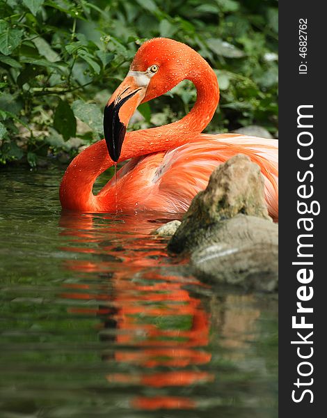Beautiful orange flamingo in zoo
