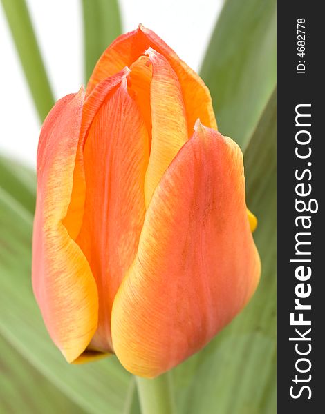 Close up of orange tulip