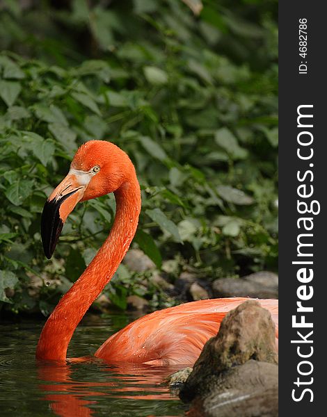 Beautiful orange flamingo in zoo