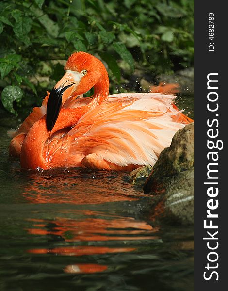Beautiful orange flamingo bird bathing