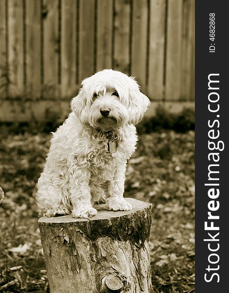 Portrait of a family dog in sepia. Portrait of a family dog in sepia