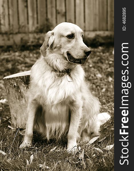 Portrait of golden retriever in sepia. Portrait of golden retriever in sepia