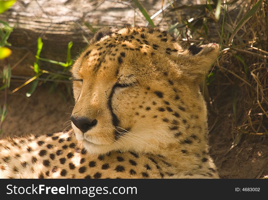 A Cheetah Lying In The Shade