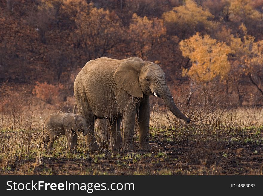 An elephant standing in fire ravaged bush. An elephant standing in fire ravaged bush