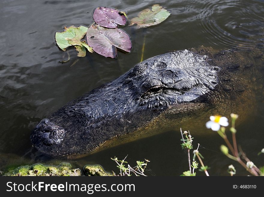 Large alligator in the Everglades. Large alligator in the Everglades