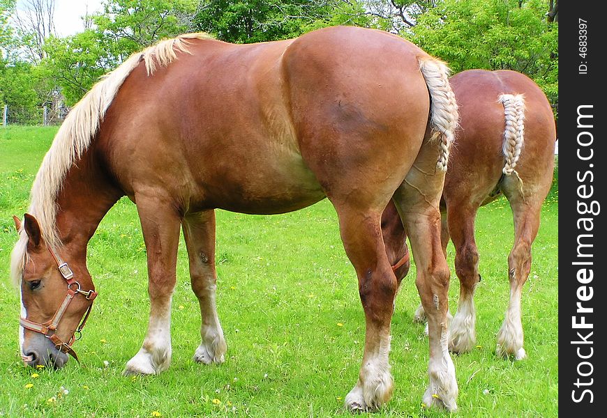 Farmland: Horses feeding on green grass meadow