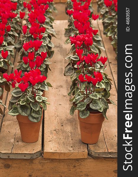 Violets arranged in clay pots in rows on a flower fair