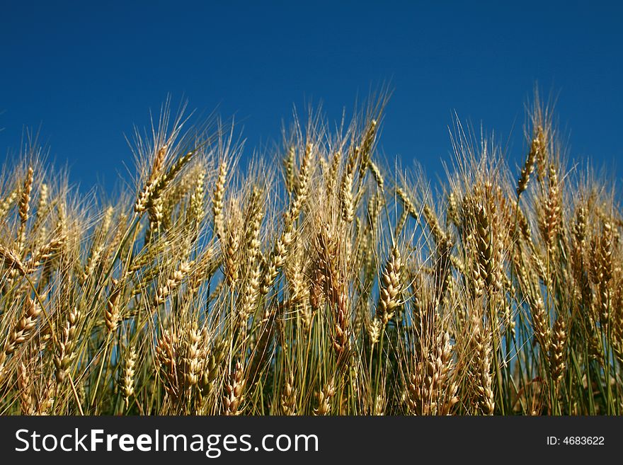 Rye spikes. Please see some similar pictures from my portfolio: