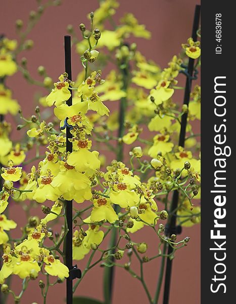 Colorful orchids - still life on flower exposition in Holland