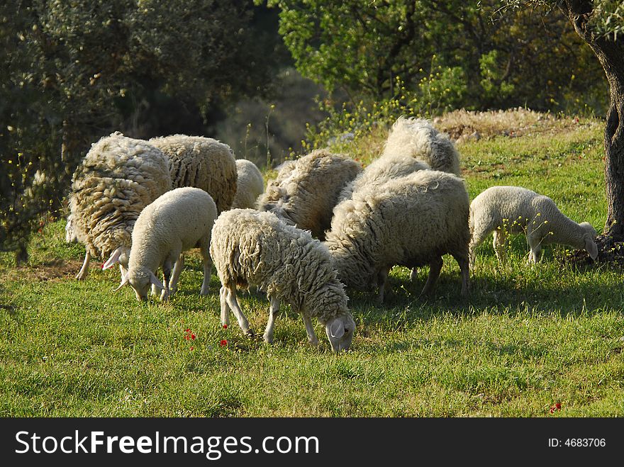 A flock of sheep in Jerusalem