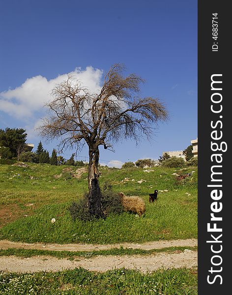 Olive tree near the Jerusalem