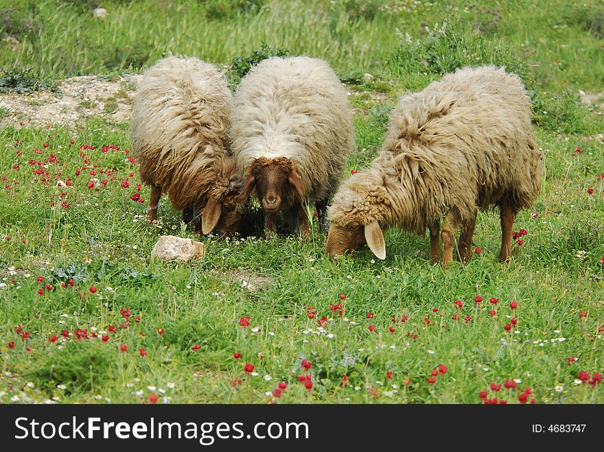 A flock of sheep in Jerusalem