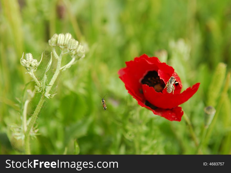 Opium poppy in the grass