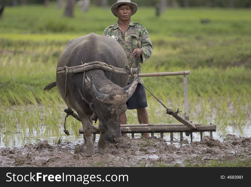 Plough With Water Buffalo