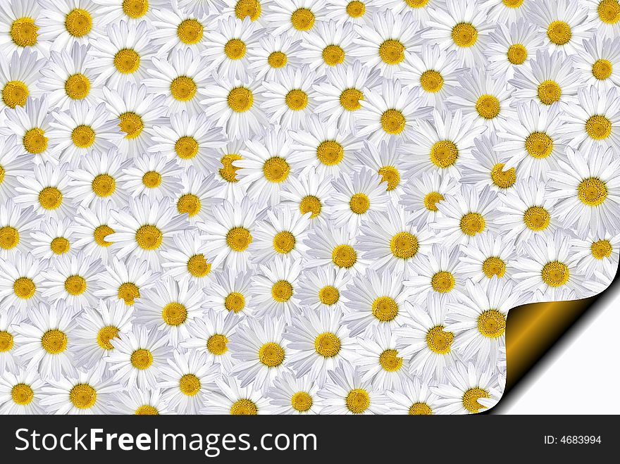 Collection of summer daisies on a curled page. Collection of summer daisies on a curled page.