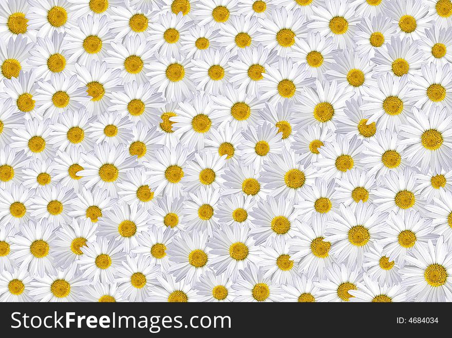 Multiple summer daisies creating a background. Multiple summer daisies creating a background.