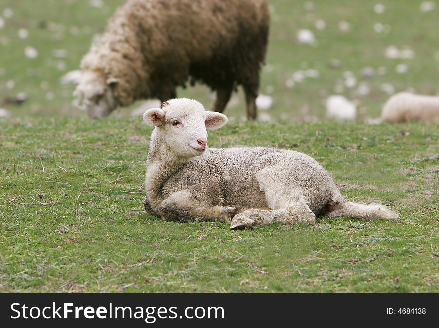 Young lamb on green grass