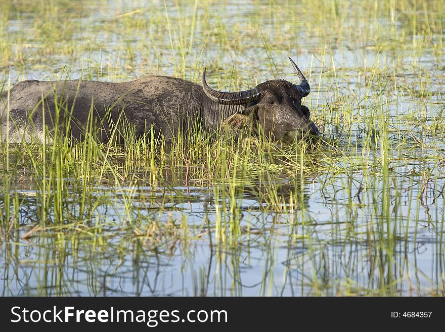 In many parts of Asia, the water buffalo as a working animal use
