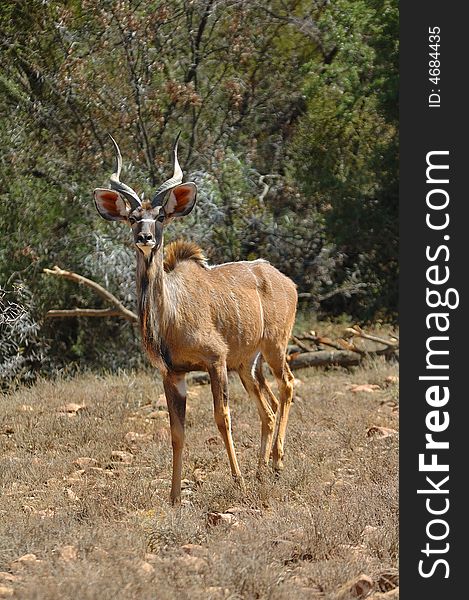 Male Kudu antelope in the bush-veld (South Africa).
The Kudu male is also the heraldic animal of South Africa National Parks (SANParks). Male Kudu antelope in the bush-veld (South Africa).
The Kudu male is also the heraldic animal of South Africa National Parks (SANParks)