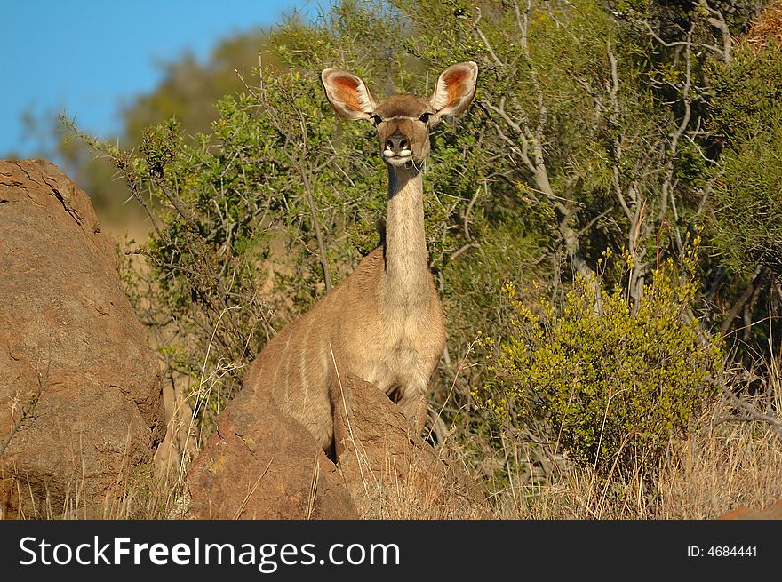 Kudu (Tragelaphus strepsiceros)