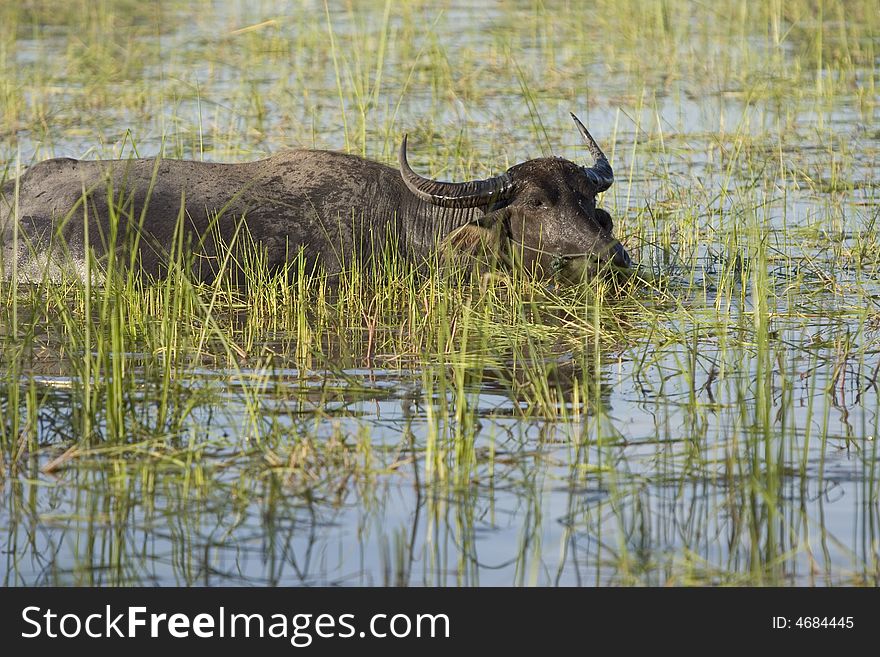 In many parts of Asia, the water buffalo as a working animal use