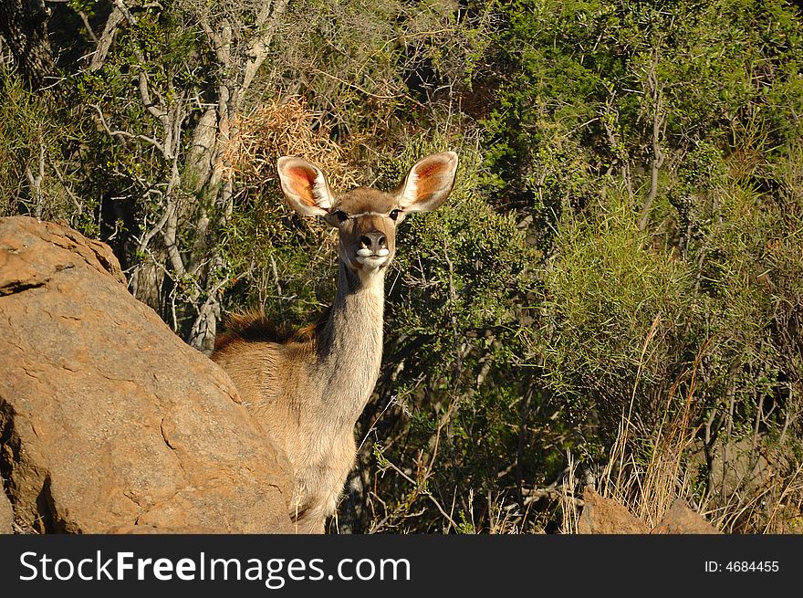 Female Kudu antelope in the bush-veld (South Africa).
The Kudu male is also the heraldic animal of South Africa National Parks (SANParks). Female Kudu antelope in the bush-veld (South Africa).
The Kudu male is also the heraldic animal of South Africa National Parks (SANParks)