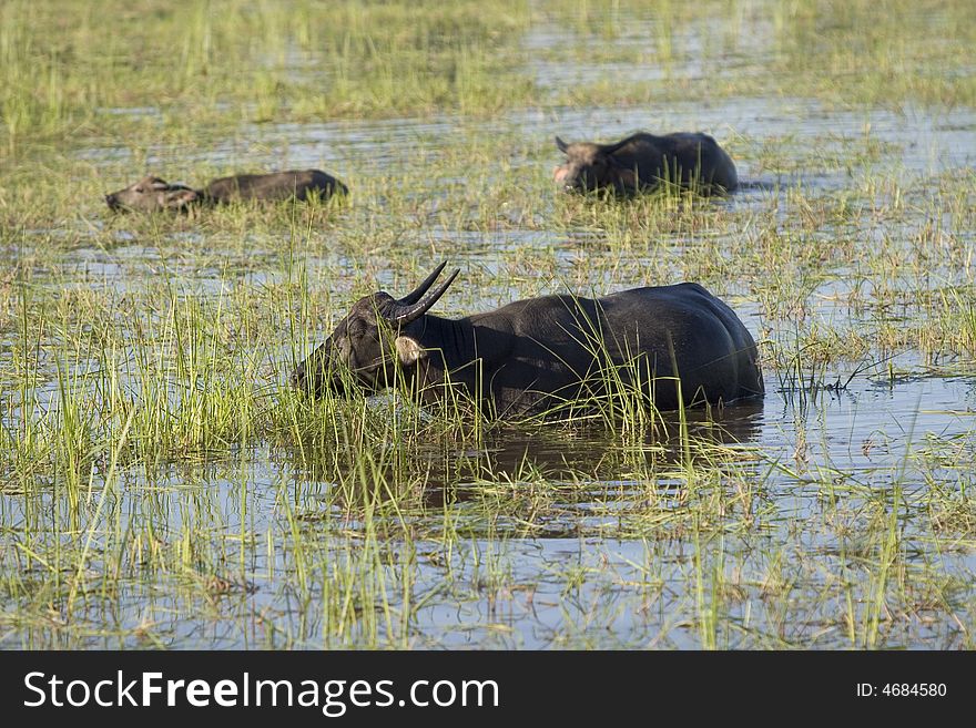 In many parts of Asia, the water buffalo as a working animal use