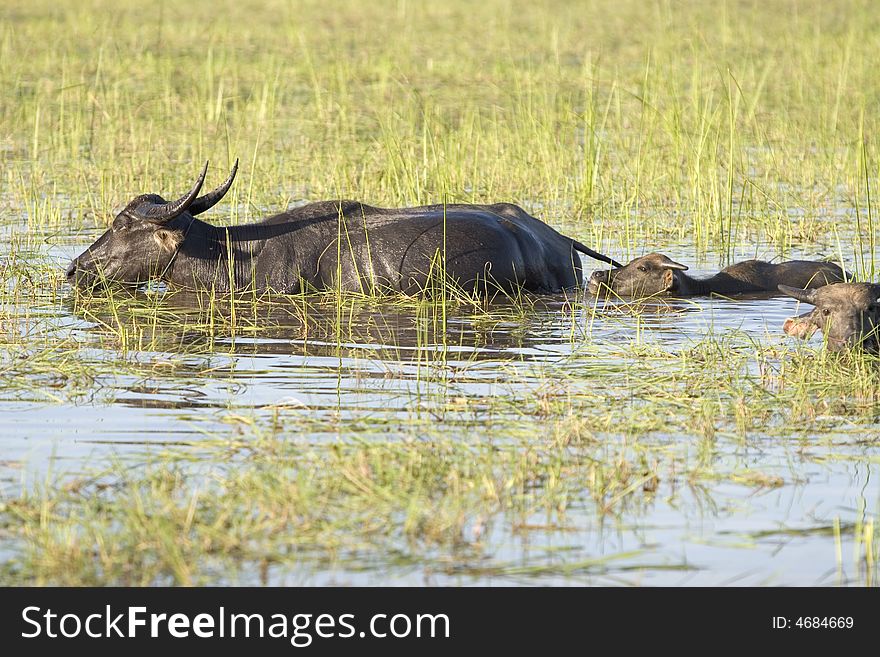 Water Buffalo