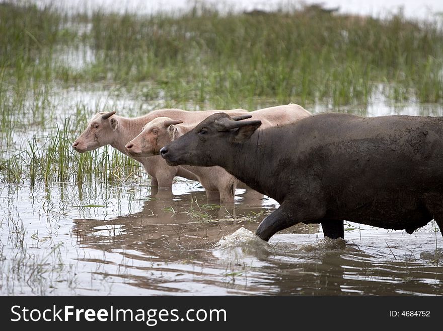 In many parts of Asia, the water buffalo as a working animal use