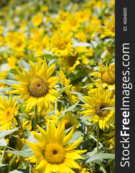 Blooming sunflowers in a field on a sunny afternoon.