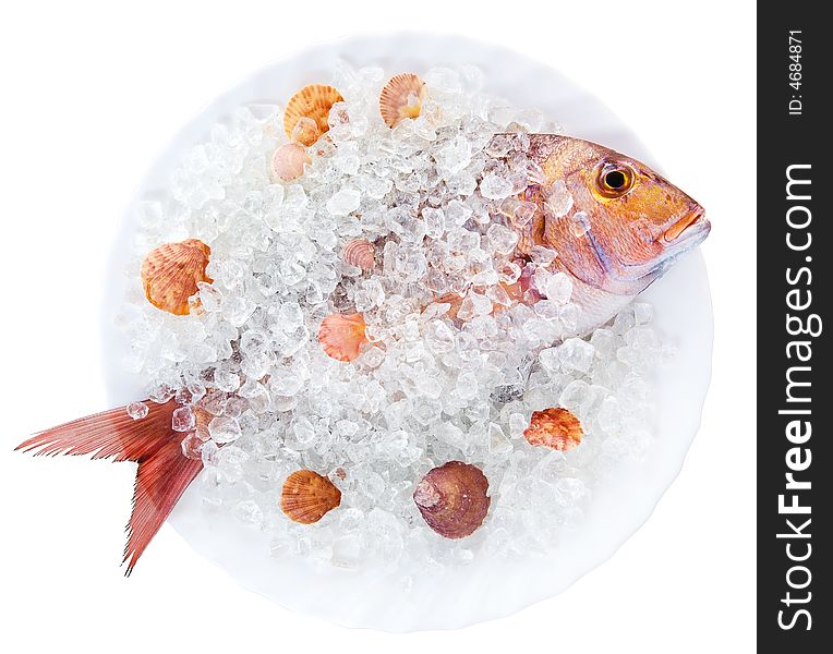 Whole Dorado lays in ice on a white plate with cockleshells on a white background. Whole Dorado lays in ice on a white plate with cockleshells on a white background