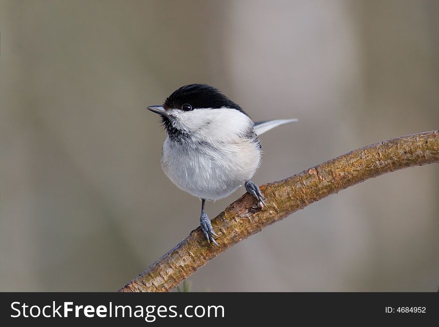 Willow Tit canon 400D + 400mm 5.6L