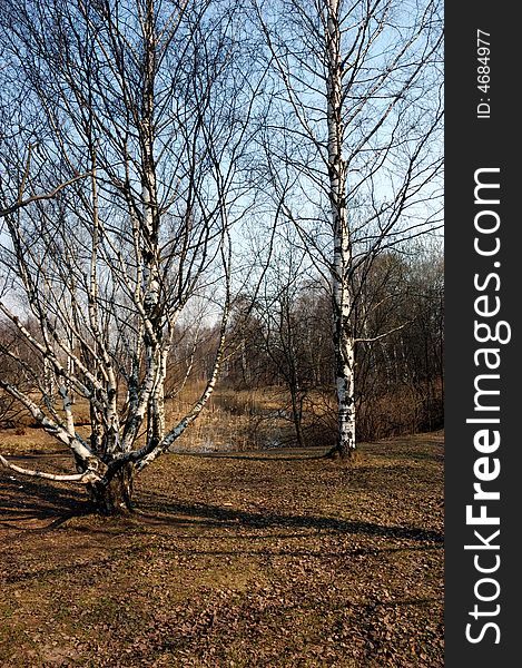 Spring landscape with birch in the morning, Russia