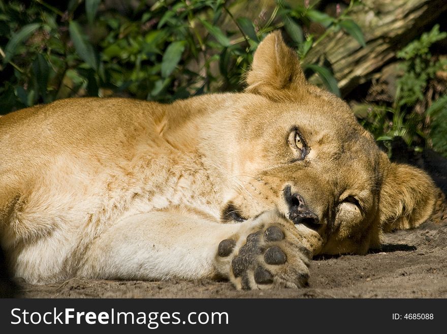 A lioness lying down and looking. A lioness lying down and looking.