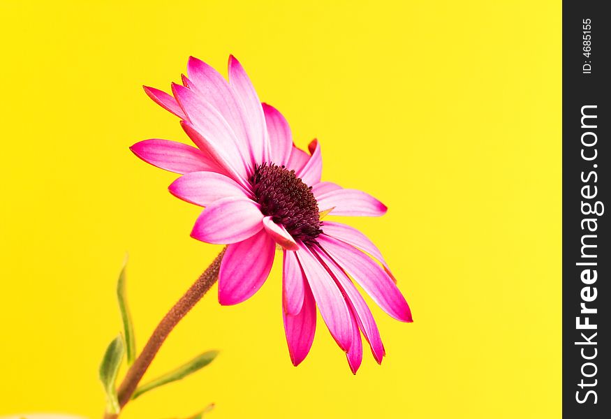 A purple daisy profile with yellow background. A purple daisy profile with yellow background