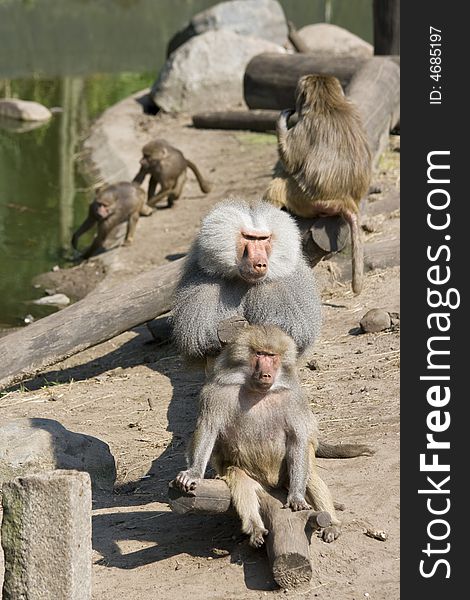 Baboons Grooming And Playing